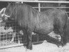 Zuchtstute Punette van de Gathe (Shetland Pony, 1979, von Lionel van Bunswaard)