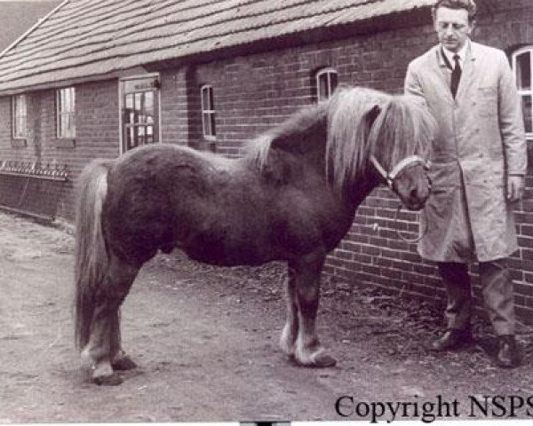Pferd Wells Fireman (Shetland Pony, 1958, von Wells Gold Link)