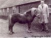 stallion Wells Fireman (Shetland Pony, 1958, from Wells Gold Link)