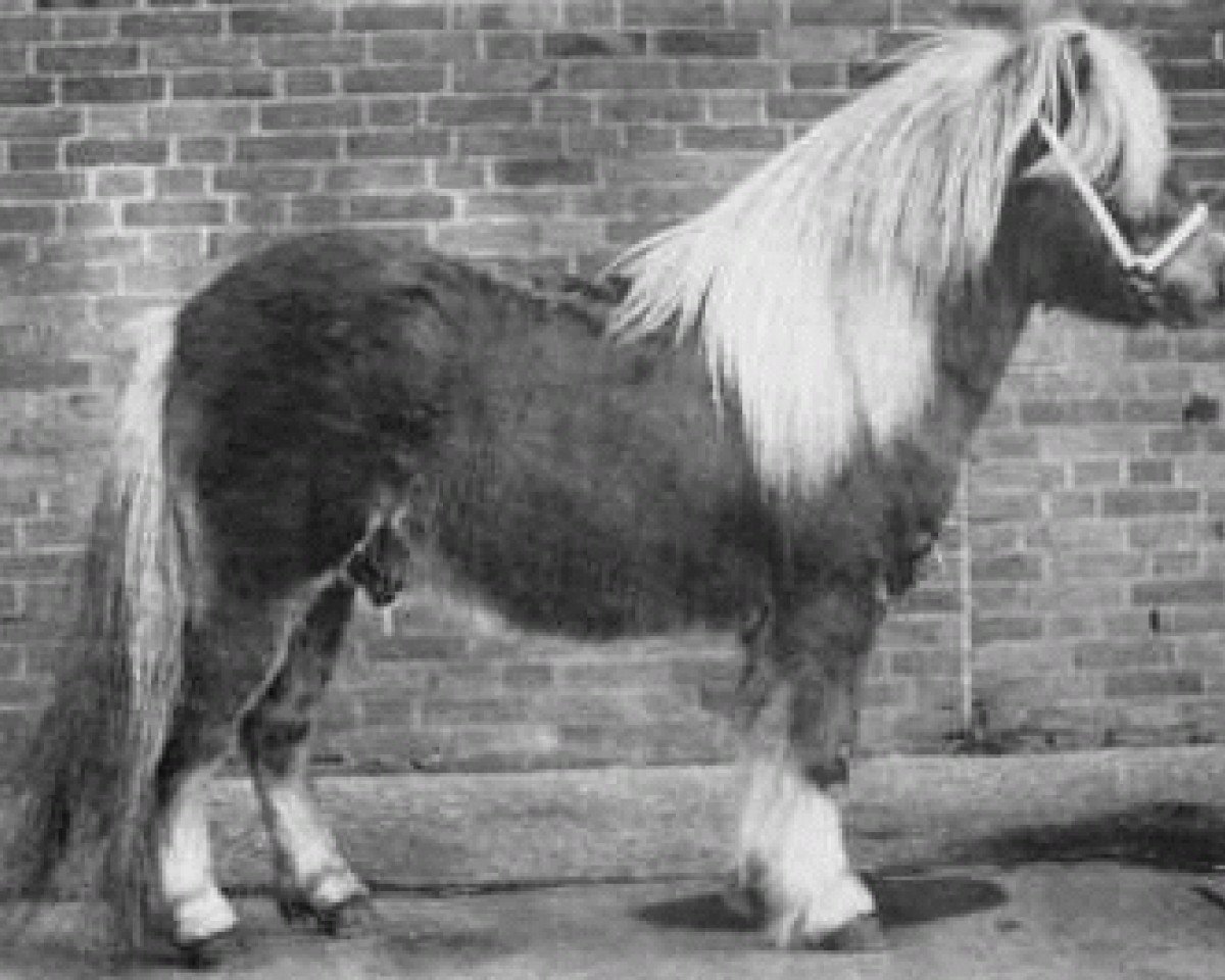 Deckhengst Kismet van Bunswaard (Shetland Pony, 1974, von Golden Fleece of Annandale)