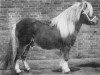 stallion Kismet van Bunswaard (Shetland Pony, 1974, from Golden Fleece of Annandale)
