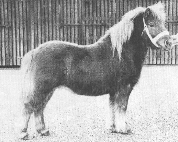 Deckhengst Lionel van Bunswaard (Shetland Pony, 1975, von Wells Fireman)