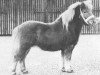 Deckhengst Lionel van Bunswaard (Shetland Pony, 1975, von Wells Fireman)
