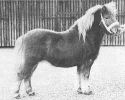 stallion Lionel van Bunswaard (Shetland Pony, 1975, from Wells Fireman)