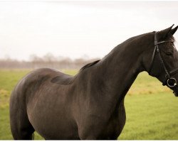 broodmare My Sunshine (German Riding Pony, 2006, from Mariano)