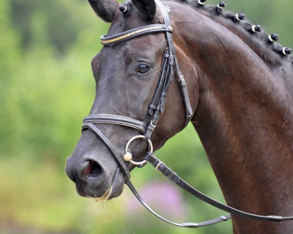 dressage horse Cosma Shiva (Hanoverian, 2007, from Consulting)
