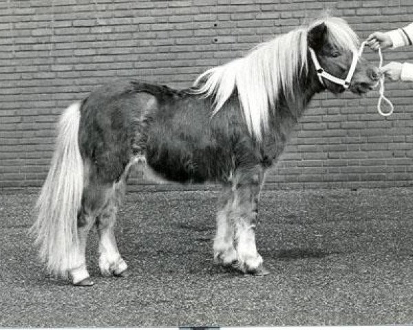 Deckhengst Tempo v.d. Zandkamp (Shetland Pony, 1982, von Wells Fireman)