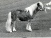 stallion Tempo v.d. Zandkamp (Shetland Pony, 1982, from Wells Fireman)