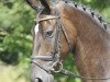 dressage horse Laurenz (Hanoverian, 2009, from Laurentio)