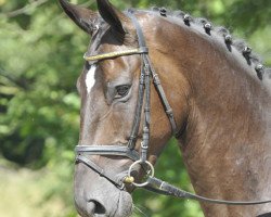 dressage horse Laurenz (Hanoverian, 2009, from Laurentio)