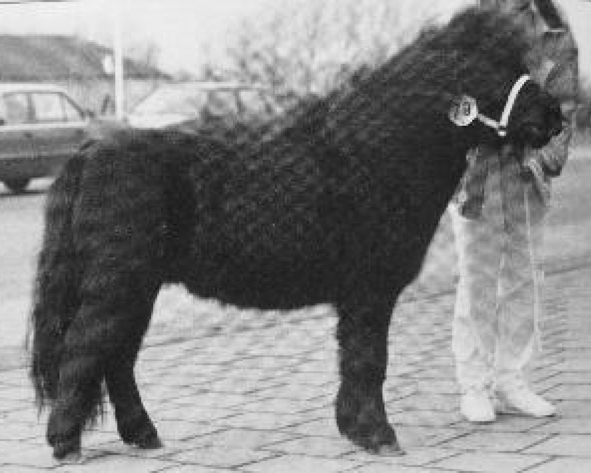 Deckhengst Crisjan van de Gathe (Shetland Pony, 1988, von Narco v.d. Uitweg)