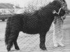 stallion Crisjan van de Gathe (Shetland Pony, 1988, from Narco v.d. Uitweg)