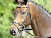 dressage horse Fiorano (Hanoverian, 2009, from Fidertanz)