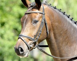 dressage horse Fiorano (Hanoverian, 2009, from Fidertanz)