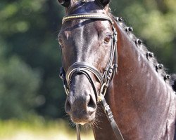 dressage horse Dinner for One (Hanoverian, 2008, from De Niro)