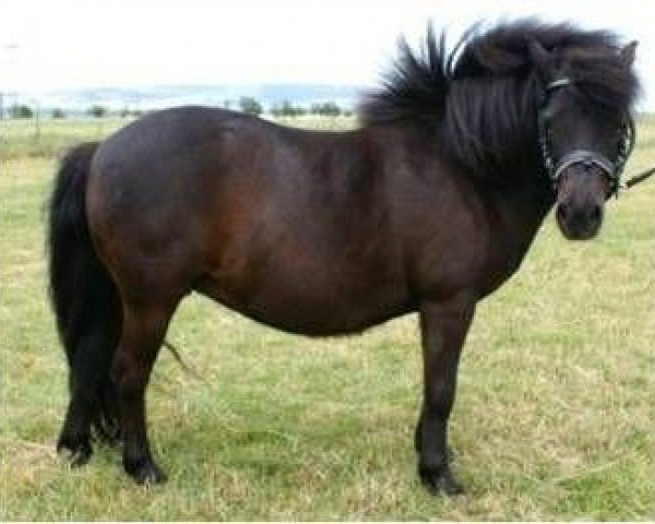 Zuchtstute Tine von Obenissa (Shetland Pony, 1999, von Gianni)