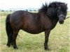 broodmare Tine von Obenissa (Shetland Pony, 1999, from Gianni)