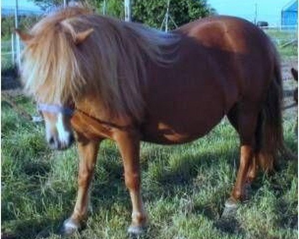 Zuchtstute Tonia von Obern (Shetland Pony, 2000, von Gianni)