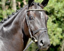 dressage horse De Lay (Hanoverian, 2007, from De Niro)