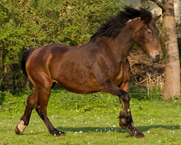 Zuchtstute Adlerhorst Kora (Welsh-Cob (Sek. D), 1985, von Blankenstein Companion)