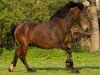 Zuchtstute Adlerhorst Kora (Welsh-Cob (Sek. D), 1985, von Blankenstein Companion)