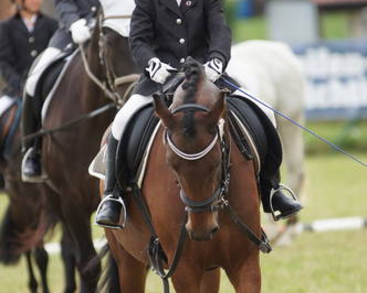 broodmare Sissi Beaufort (German Riding Pony, 2009, from Mr. Tarek)