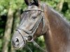 dressage horse Dujardin (Hanoverian, 2009, from Dancier)