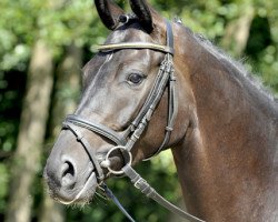 dressage horse Dujardin (Hanoverian, 2009, from Dancier)