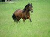 Deckhengst Derocks Dusty (Welsh-Cob (Sek. D), 1993, von Daniel)