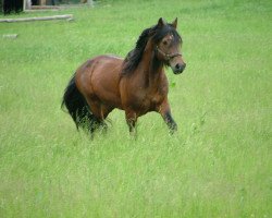 Deckhengst Derocks Dusty (Welsh-Cob (Sek. D), 1993, von Daniel)