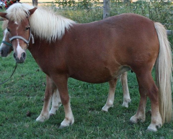 broodmare Tiffany (Shetland Pony, 1996, from Kamillo)