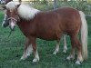 Zuchtstute Tiffany (Shetland Pony, 1996, von Kamillo)