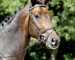 dressage horse Fidelis (Hanoverian, 2009, from Fidertanz)