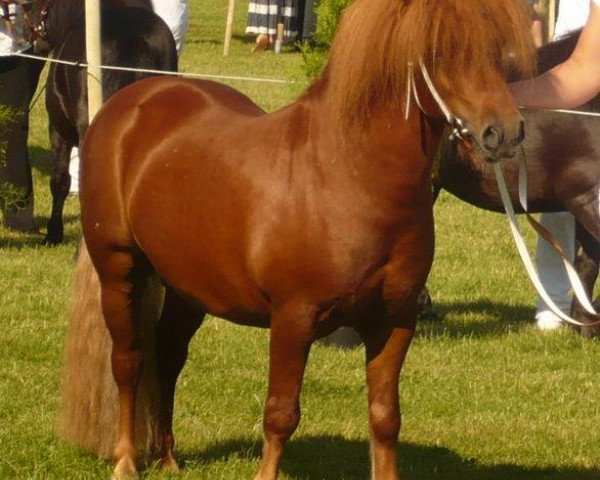 Deckhengst Tarzan von Obernissa (Shetland Pony, 2003, von Tuskar of Quendale)