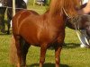 stallion Tarzan von Obernissa (Shetland Pony, 2003, from Tuskar of Quendale)