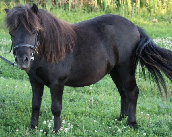 Deckhengst Nero von Obernissa (Shetland Pony, 2008, von Nanuk vom Eckartshof)