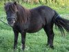 Deckhengst Nero von Obernissa (Shetland Pony, 2008, von Nanuk vom Eckartshof)