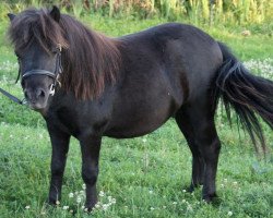 Deckhengst Nero von Obernissa (Shetland Pony, 2008, von Nanuk vom Eckartshof)