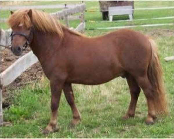 stallion Milano von Obernissa (Shetland Pony, 2002, from Mr. Roger v. Uilenbroek)
