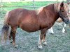 Zuchtstute Tirana (Shetland Pony, 1990, von Berni A 142 DDR)
