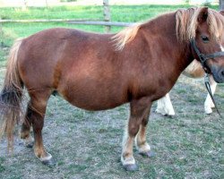 Zuchtstute Tirana (Shetland Pony, 1990, von Berni A 142 DDR)