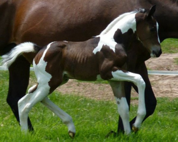 horse Azaria (South African Warmblood, 2010, from Zerro)