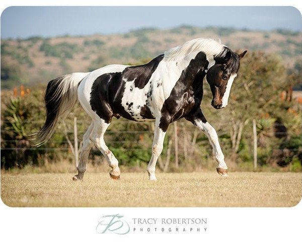 stallion Zerro (KWPN (Royal Dutch Sporthorse), 2004, from King)