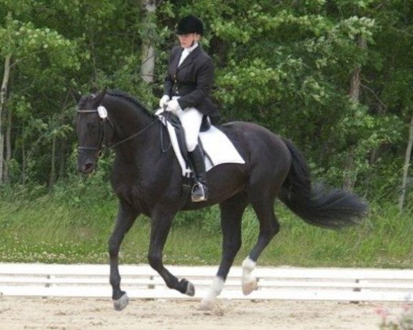 Pferd Unison (KWPN (Niederländisches Warmblut), 2001, von King)