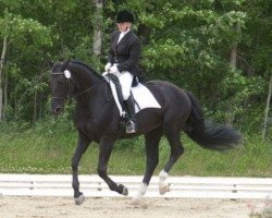 horse Unison (KWPN (Royal Dutch Sporthorse), 2001, from King)