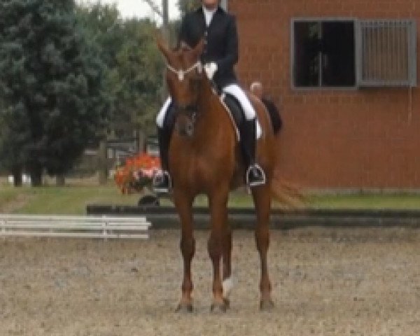 dressage horse Donna l'amour S (Hanoverian, 2008, from Duino)