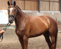 dressage horse Savannah Smile (German Sport Horse, 2014, from Showdancer)