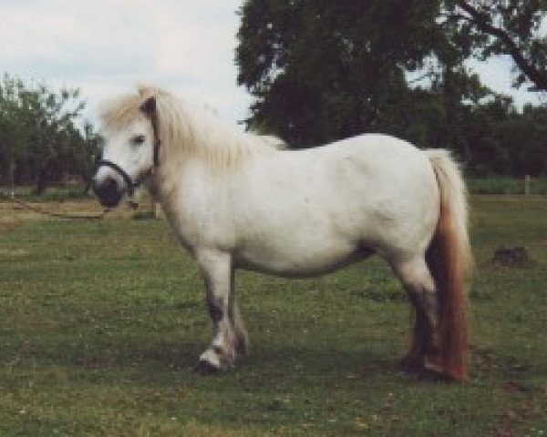 broodmare Horanka von Repgow (Shetland pony (under 87 cm), 1995, from Right Rhum van de Hesterhoeve)