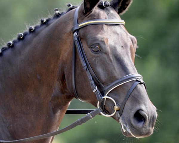 dressage horse Bugatti (Trakehner, 2007, from Tambour)