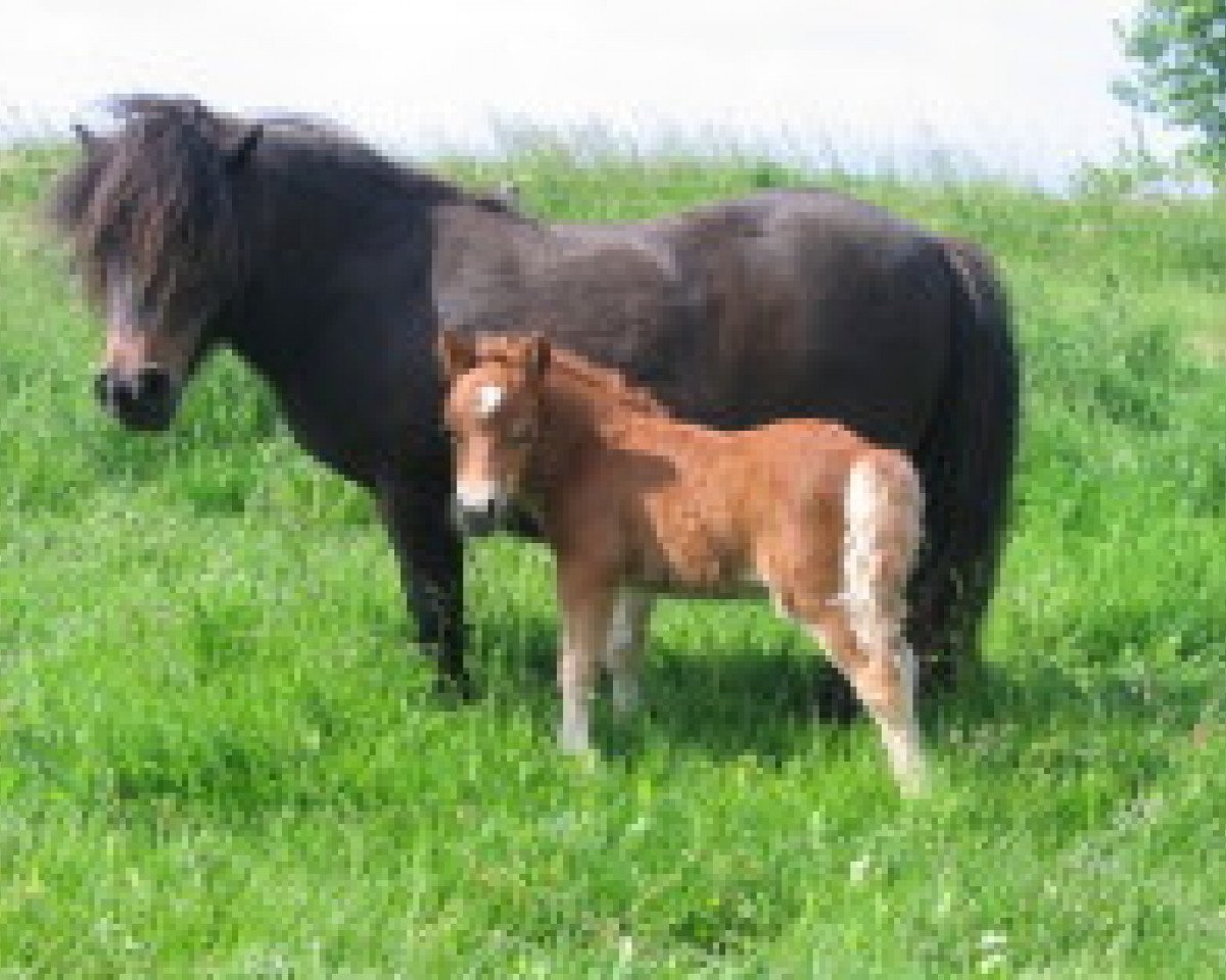 Springpferd Terminator von Repgow (Shetland Pony (unter 87 cm), 2010, von Theseus)